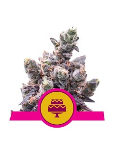 ROYAL QUEEN SEEDS - Wedding Gelato - 1
