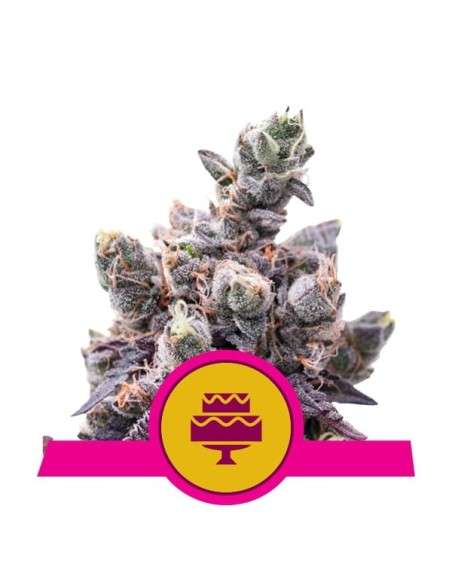 ROYAL QUEEN SEEDS - Wedding Gelato - 1