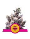 ROYAL QUEEN SEEDS - Wedding Gelato - 1