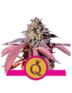 ROYAL QUEEN SEEDS - Purple Queen - 1
