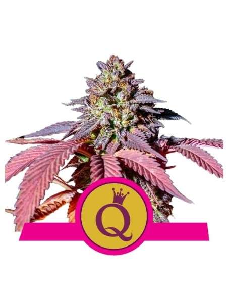 ROYAL QUEEN SEEDS - Purple Queen - 1