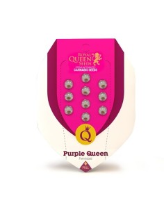 ROYAL QUEEN SEEDS - Purple Queen - 1 2