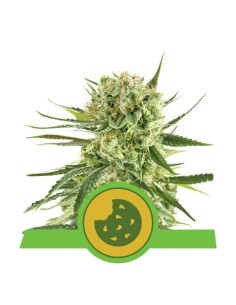ROYAL QUEEN SEEDS - Royal Cookies Automatic - 1