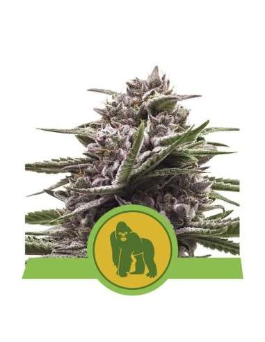 ROYAL QUEEN SEEDS - Royal Gorilla Automatic - 1