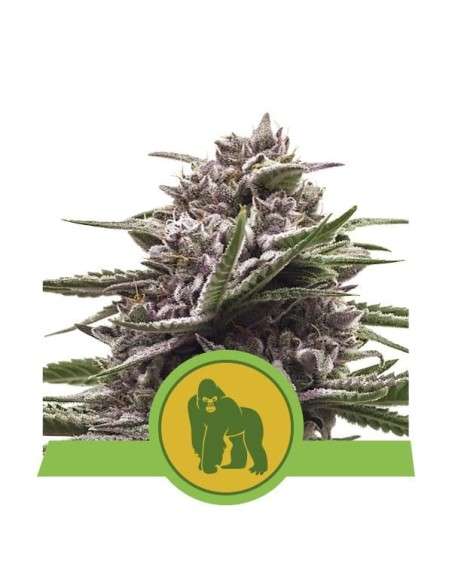 ROYAL QUEEN SEEDS - Royal Gorilla Automatic - 1