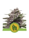 ROYAL QUEEN SEEDS - Royal Gorilla Automatic - 1