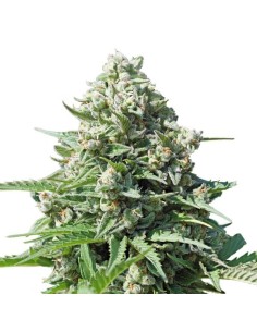 ROYAL QUEEN SEEDS - Royal Gorilla Automatic - 1 2