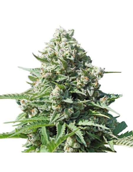ROYAL QUEEN SEEDS - Royal Gorilla Automatic - 2
