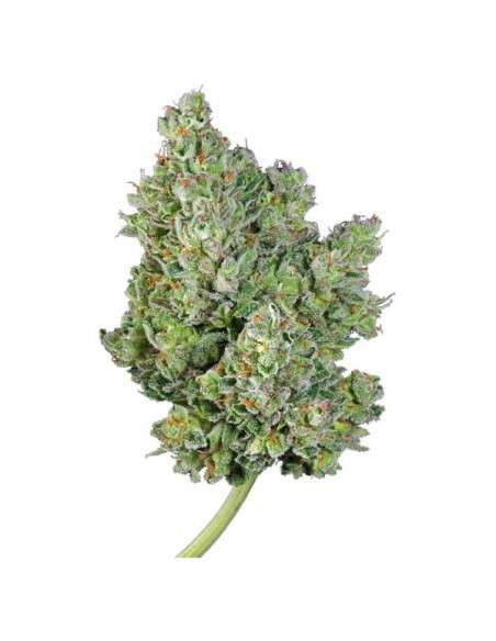 ROYAL QUEEN SEEDS - Royal Gorilla Automatic - 3