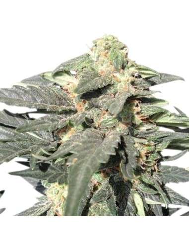 ROYAL QUEEN SEEDS - Royal Haze Automatic - 6