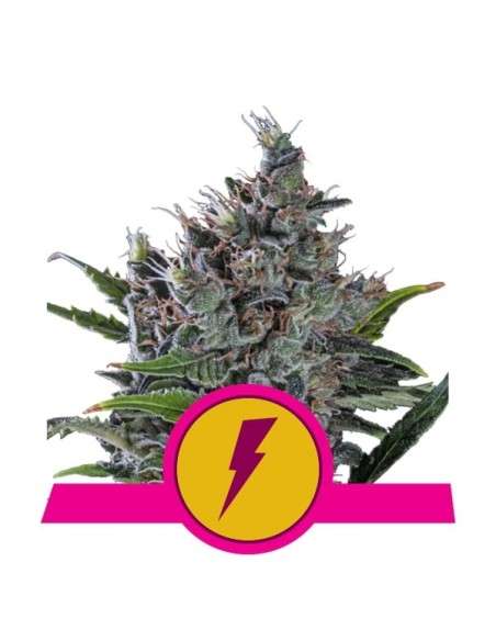 ROYAL QUEEN SEEDS - North Thunderfuck - 1