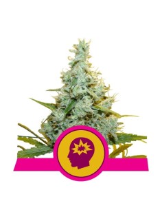 ROYAL QUEEN SEEDS - AMG - Amnesia Mac Ganja - 1