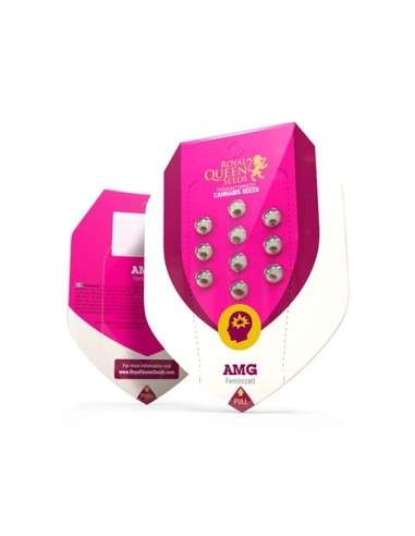 ROYAL QUEEN SEEDS - AMG - Amnesia Mac Ganja - 2