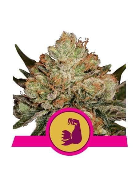 ROYAL QUEEN SEEDS - HulkBerry - 1