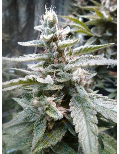 ROYAL QUEEN SEEDS - HulkBerry - 1 2