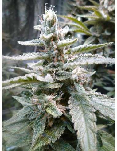 ROYAL QUEEN SEEDS - HulkBerry - 2