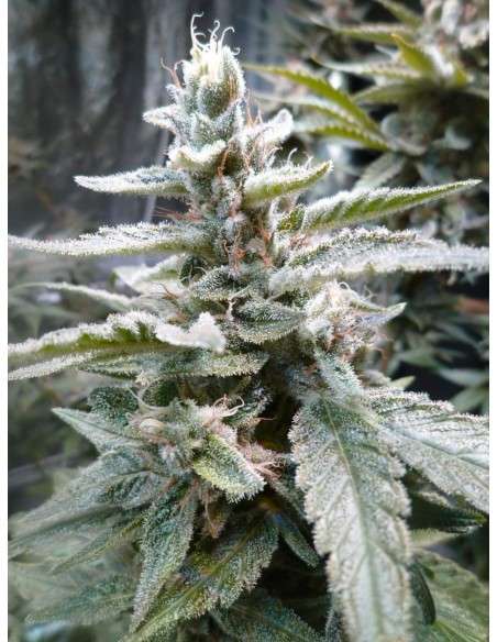 ROYAL QUEEN SEEDS - HulkBerry - 2