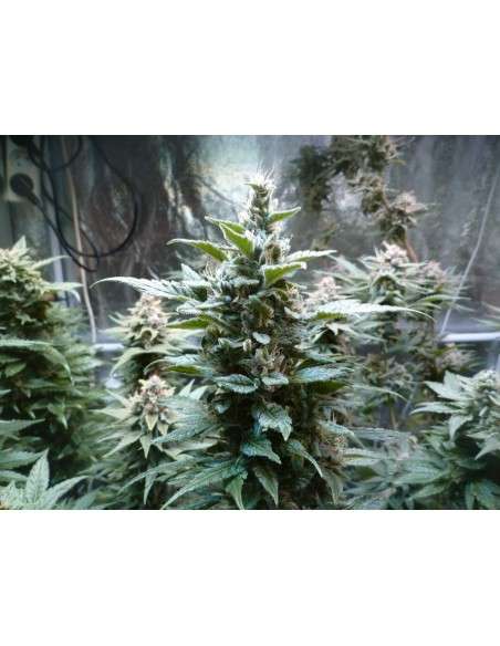ROYAL QUEEN SEEDS - HulkBerry - 3