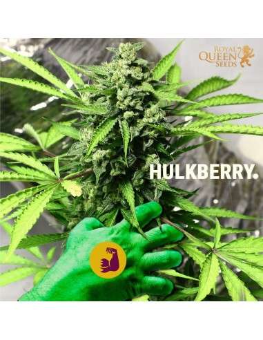 ROYAL QUEEN SEEDS - HulkBerry - 4