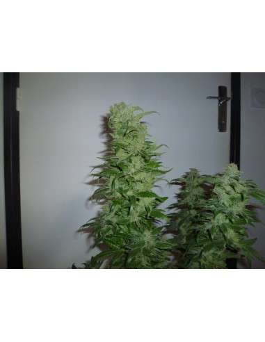 ROYAL QUEEN SEEDS - HulkBerry - 5