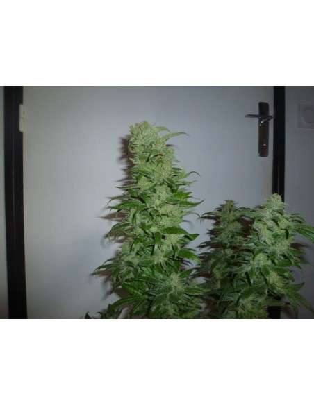 ROYAL QUEEN SEEDS - HulkBerry - 5