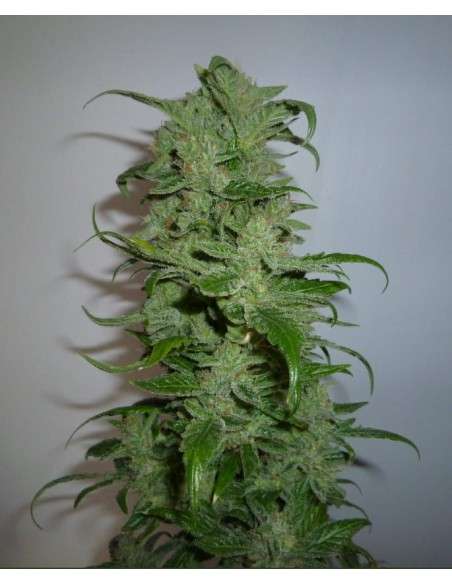 ROYAL QUEEN SEEDS - HulkBerry - 6