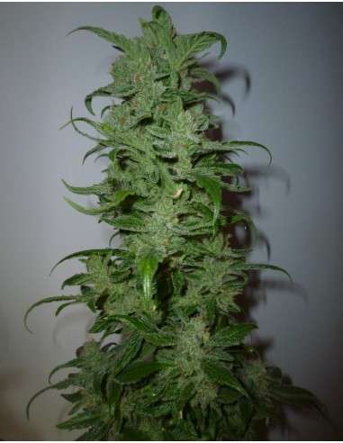 ROYAL QUEEN SEEDS - HulkBerry - 7