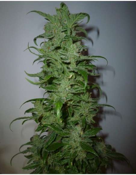 ROYAL QUEEN SEEDS - HulkBerry - 7
