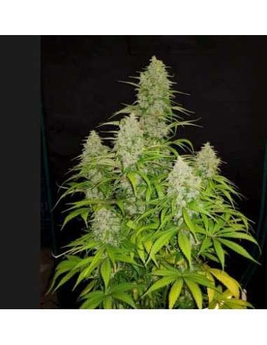 ROYAL QUEEN SEEDS - HulkBerry - 8
