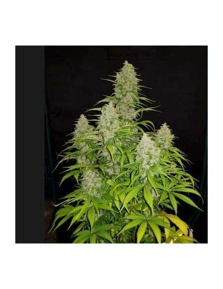 ROYAL QUEEN SEEDS - HulkBerry - 8