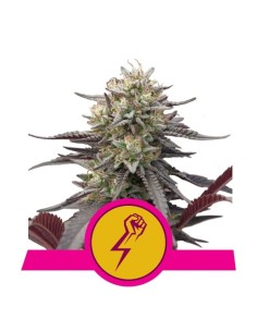 ROYAL QUEEN SEEDS - Green Crack Punch - 1