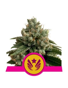 ROYAL QUEEN SEEDS - Legendary Punch - 1