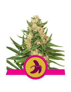 ROYAL QUEEN SEEDS - Fat Banana - 1