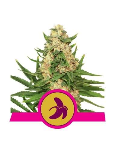 ROYAL QUEEN SEEDS - Fat Banana - 1