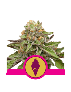 ROYAL QUEEN SEEDS - Green Gelato - 1
