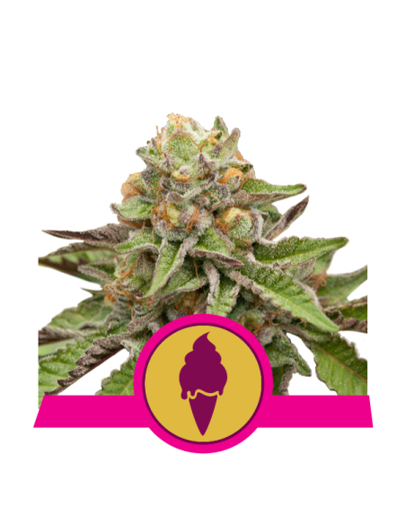 ROYAL QUEEN SEEDS - Green Gelato - 1