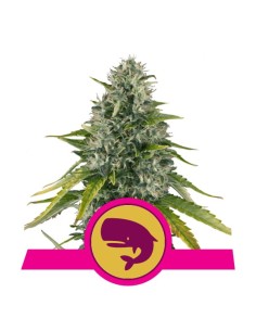 ROYAL QUEEN SEEDS - Royal Moby - 1