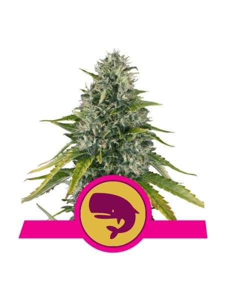 ROYAL QUEEN SEEDS - Royal Moby - 1