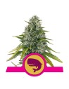 ROYAL QUEEN SEEDS - Royal Moby - 1