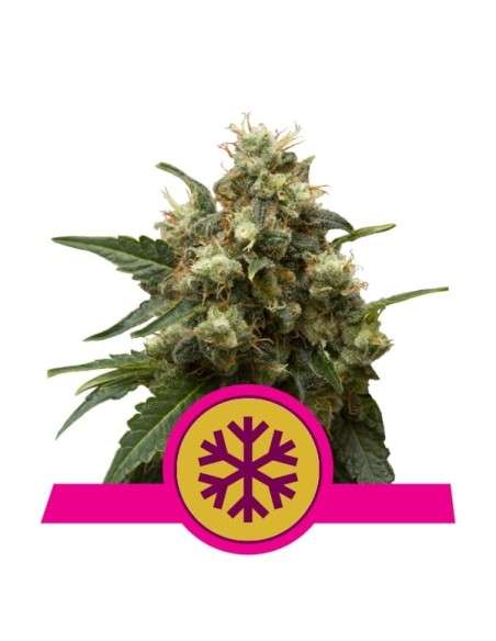 ROYAL QUEEN SEEDS - ICE - 1
