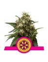 ROYAL QUEEN SEEDS - ICE - 1