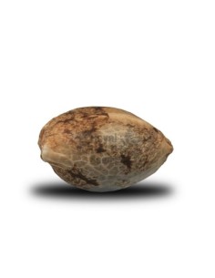 ROYAL QUEEN SEEDS - ICE - 1 2