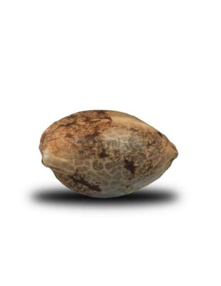 ROYAL QUEEN SEEDS - ICE - 2