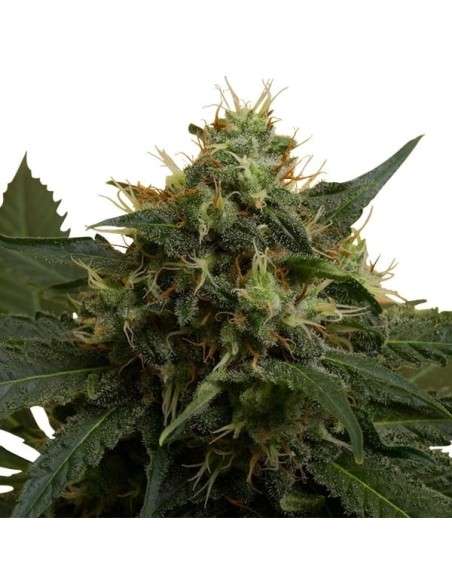 ROYAL QUEEN SEEDS - ICE - 4