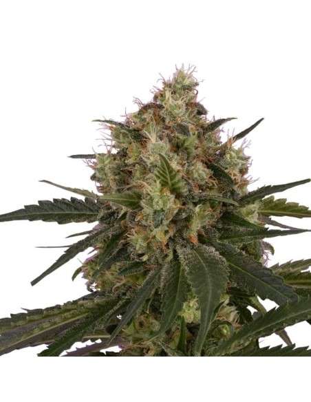 ROYAL QUEEN SEEDS - ICE - 5