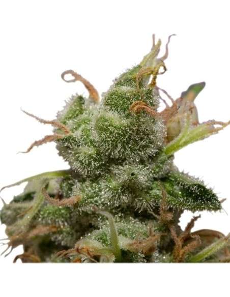 ROYAL QUEEN SEEDS - ICE - 6