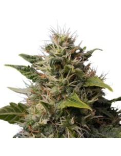 ROYAL QUEEN SEEDS - Royal Moby - 1 2