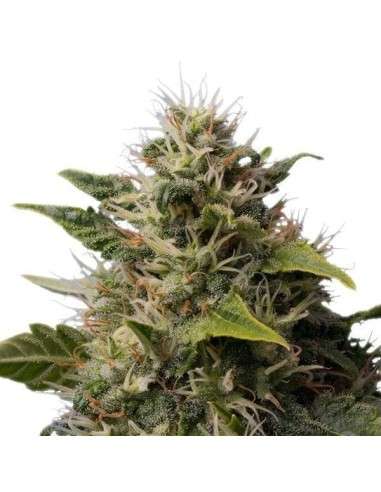 ROYAL QUEEN SEEDS - Royal Moby - 2