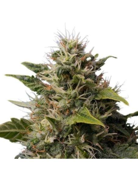 ROYAL QUEEN SEEDS - Royal Moby - 2