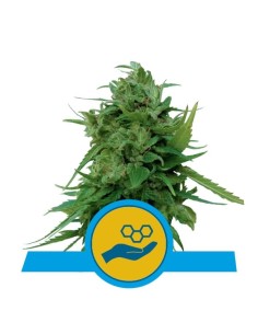 ROYAL QUEEN SEEDS - Solomatic CBD - 1